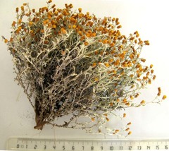 Helichrysum cochleariforme