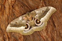 Gonimbrasia zambesina