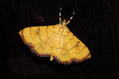 Isocentris charopalis