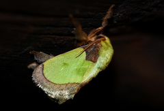 Latoia vivida