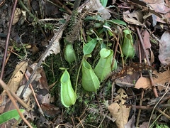 Nepenthes hirsuta