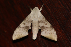 Neopolyptychus compar