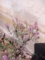 Fumaria officinalis