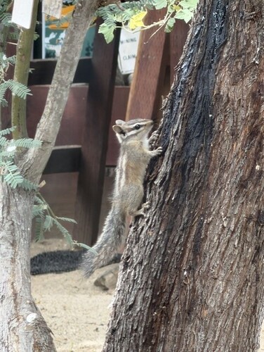 California Chipmunk observed by kleuschner