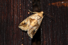 Deltote johnjoannoui