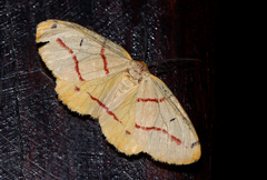Phoenicocampa rubrifasciata