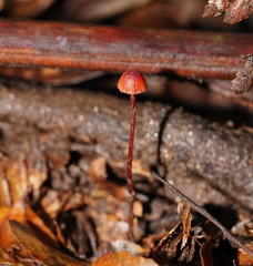 Mycena toyerlaricola