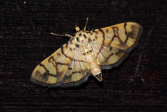 Pardomima distortana