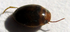 Dytiscoidea