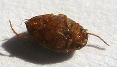 Dytiscoidea