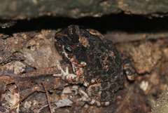 Poyntonophrynus fenoulheti