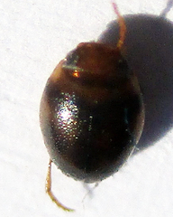 Dytiscoidea