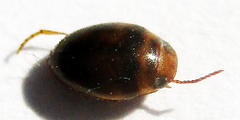 Dytiscoidea
