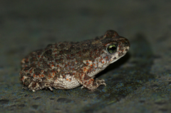 Poyntonophrynus fenoulheti