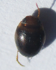Dytiscoidea