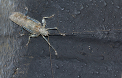 Cymatomerella spilophora