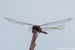 Tramea transmarina euryale