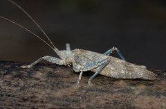 Cymatomerella spilophora