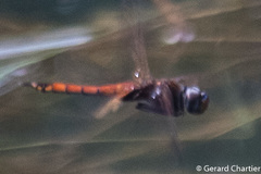Tramea transmarina euryale