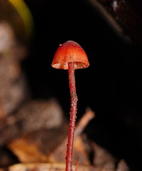Mycena toyerlaricola