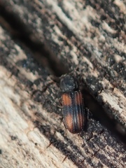 Bitoma crenata
