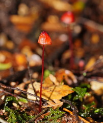 Mycena toyerlaricola