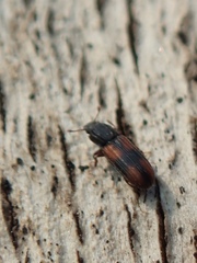 Bitoma crenata