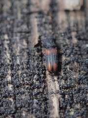 Bitoma crenata