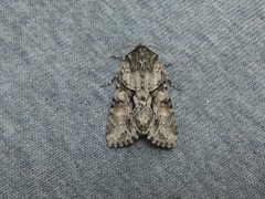 Achatia distincta