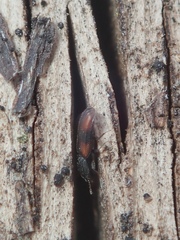 Bitoma crenata