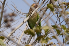 Psilopogon zeylanicus