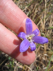 Brodiaea