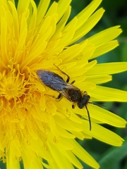 Andrena haemorrhoa