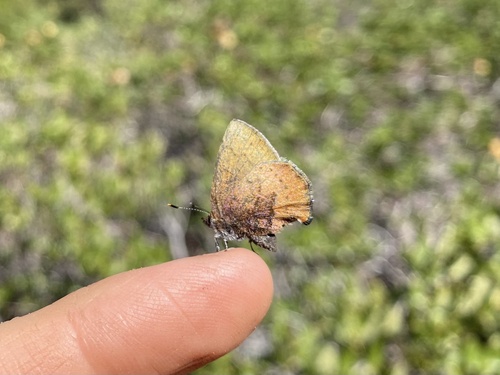 iNaturalist observation photo of Brown Elfin