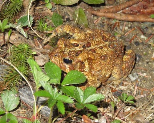 American Toad