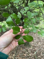 Melicope × mantellii