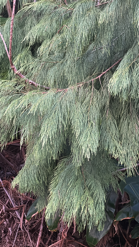 Gymnostoma papuanum observed 2026-05-16