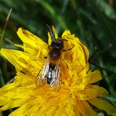Andrena haemorrhoa
