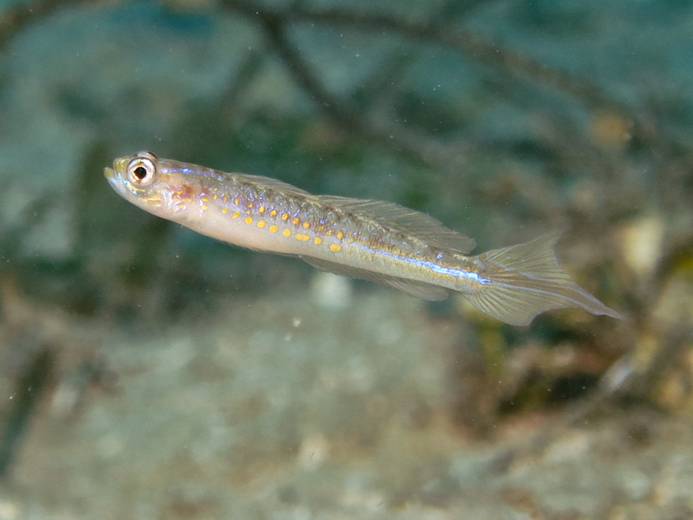 Vanderhorstia cyanolineata