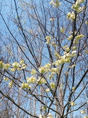 Ulmus