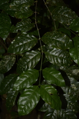 Salacia fruticosa