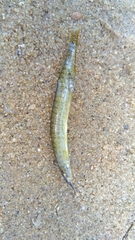 Macrognathus pancalus