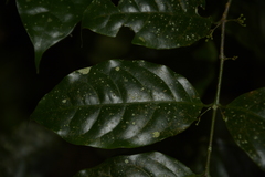 Salacia fruticosa