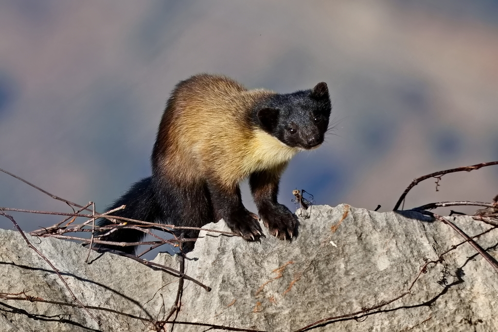 Yellow-Throated Marten