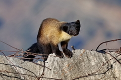 Yellow-Throated Marten photo 1