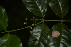 Salacia fruticosa