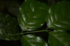 Salacia fruticosa