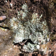 Trapeliopsis granulosa