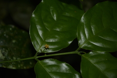 Salacia fruticosa