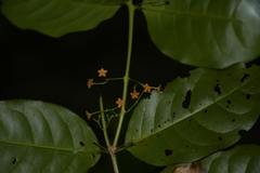 Salacia fruticosa
